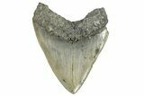 Serrated, Fossil Megalodon Tooth - North Carolina #338604-2